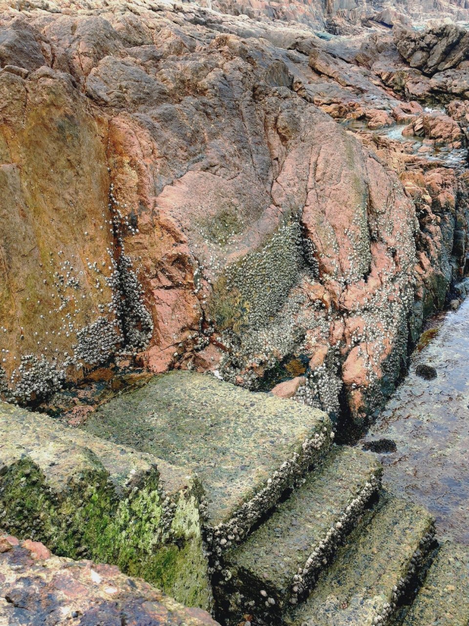 海岛见闻录:海洋"害虫"——藤壶 散步的时候发现海边的石头上有一片片
