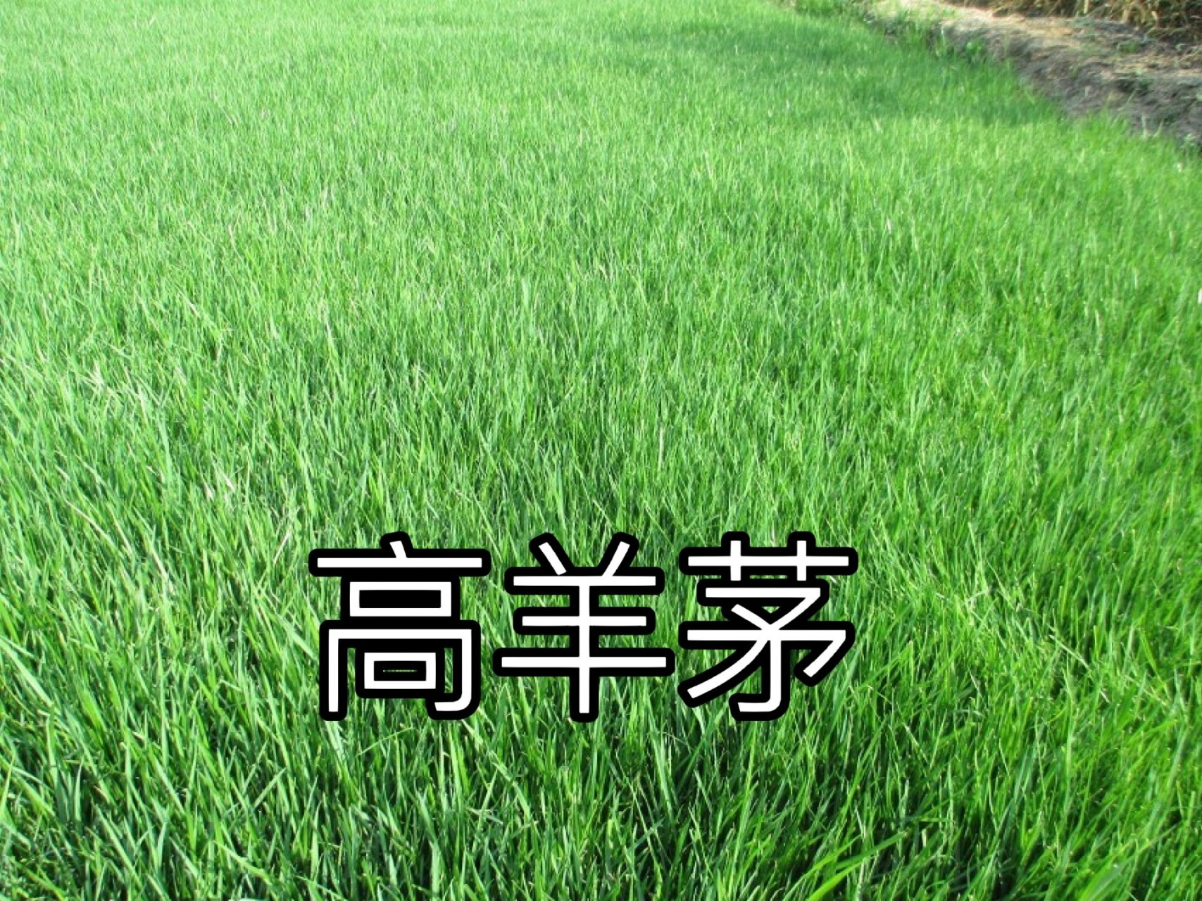 六种常见品种草坪草种介绍 1,高羊茅冷季型草籽禾本科,多年生草本植物