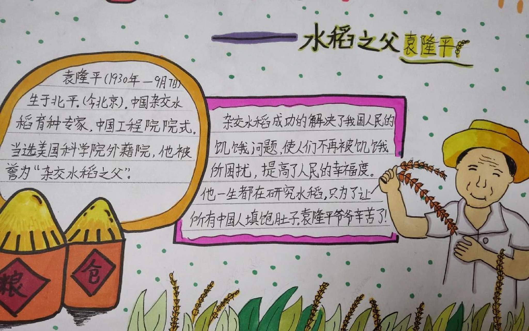 水稻之父   袁隆平手抄报