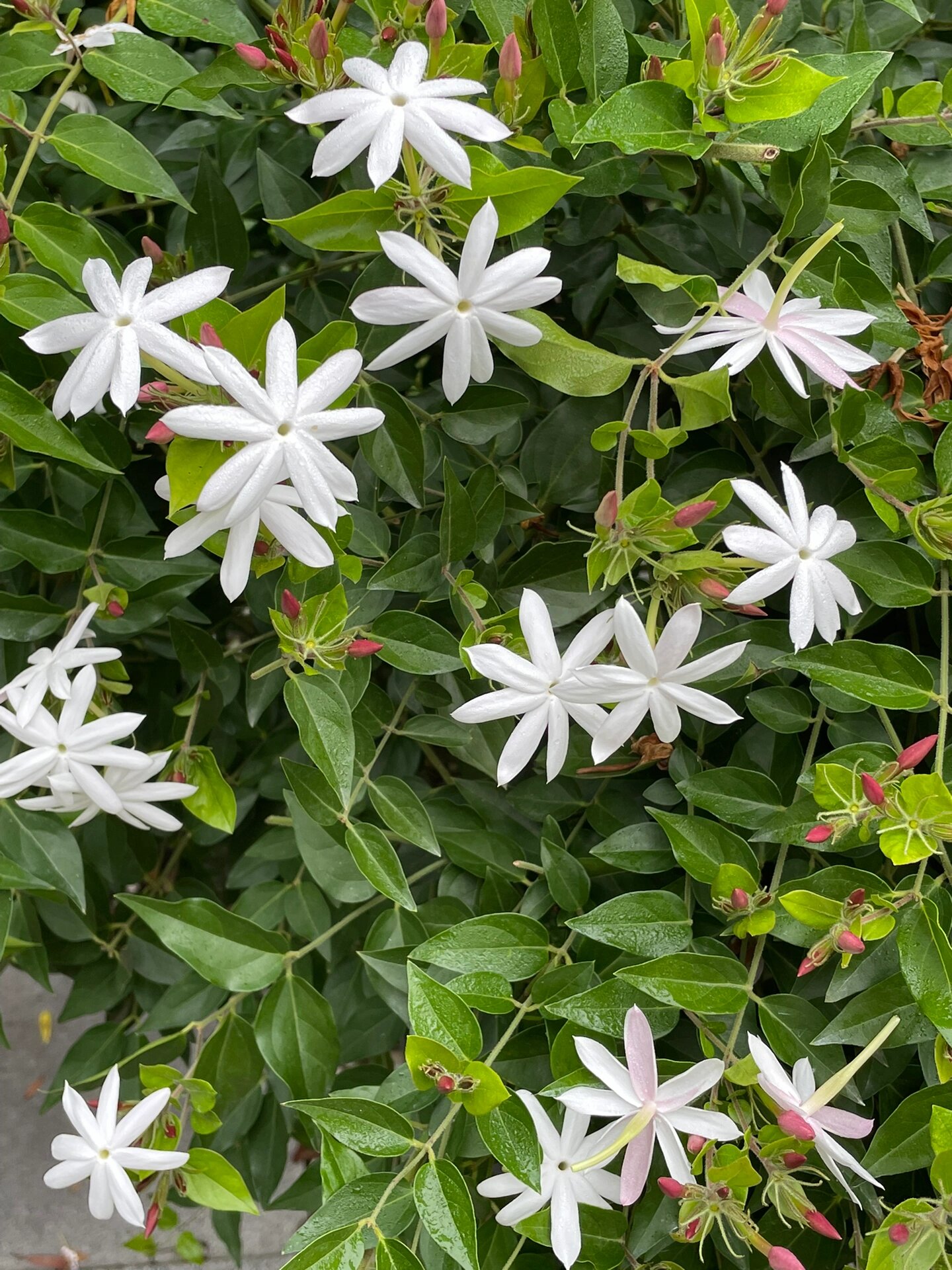 毛茉莉(星99茉莉)