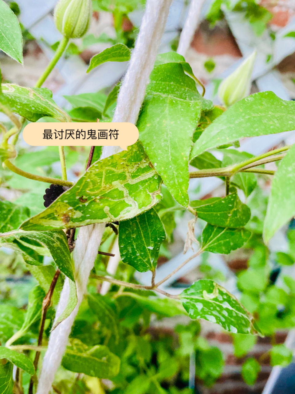 铁线莲被潜叶蝇霍霍了 今天发现我四颗小铁被潜叶蝇霍霍的不能看,真是