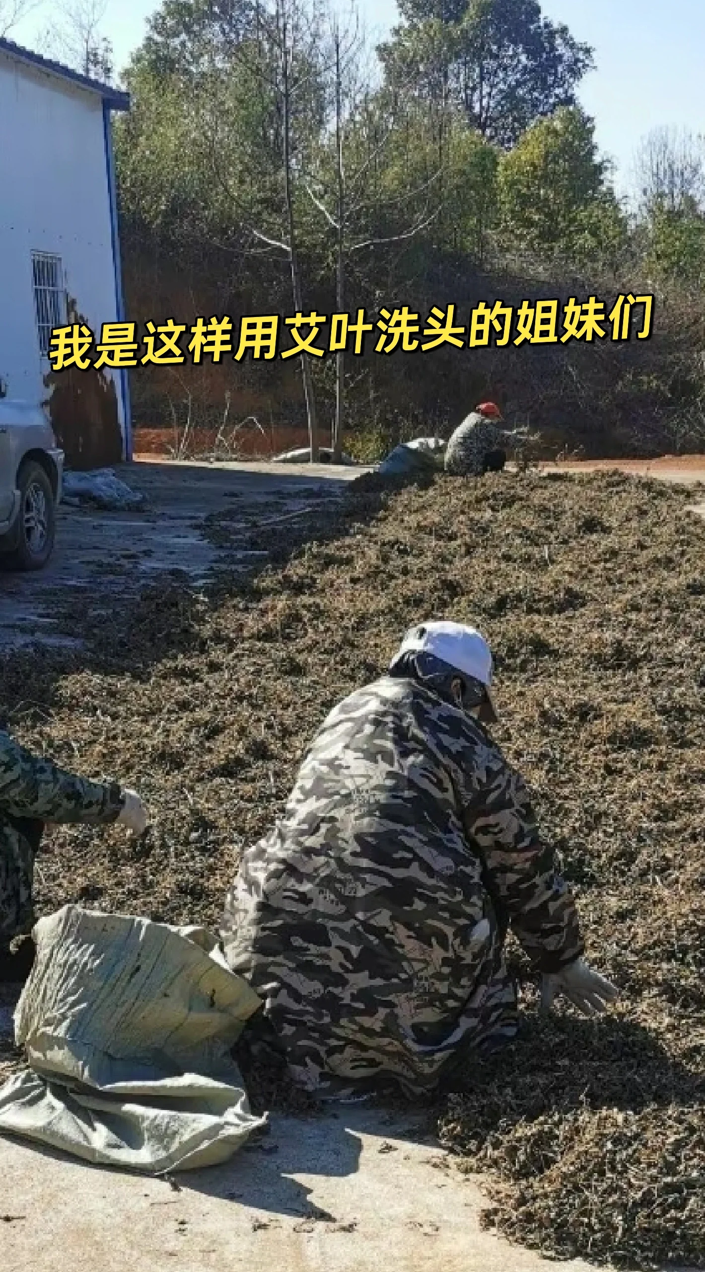 进屋坐会 用艾叶水洗头,你知道怎么洗吗? 我们取适量陈艾叶清洗干净.