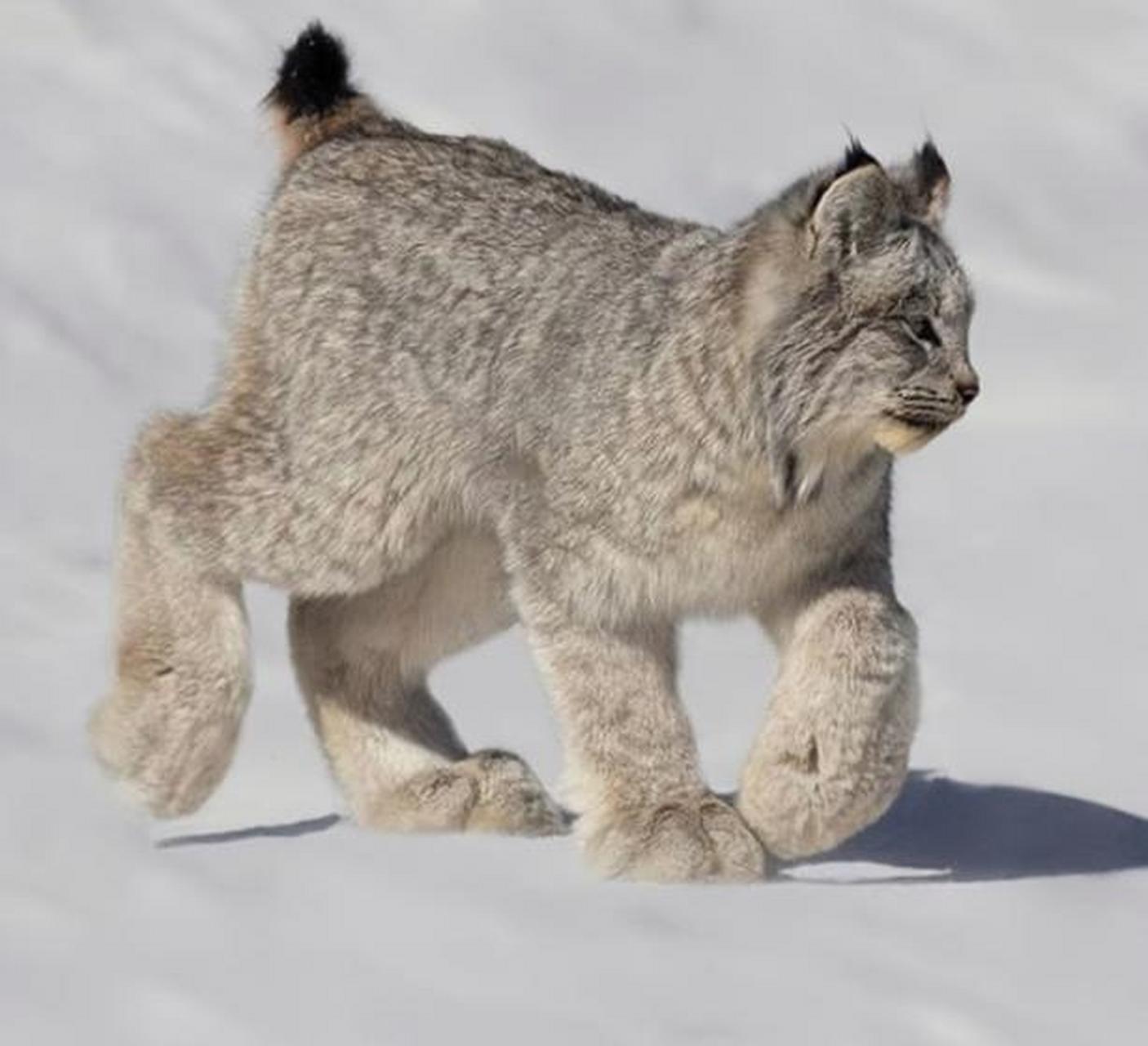 加拿大猞猁宽大的脚掌上覆盖着绒毛,如同雪地鞋,有助于它在雪地上行走