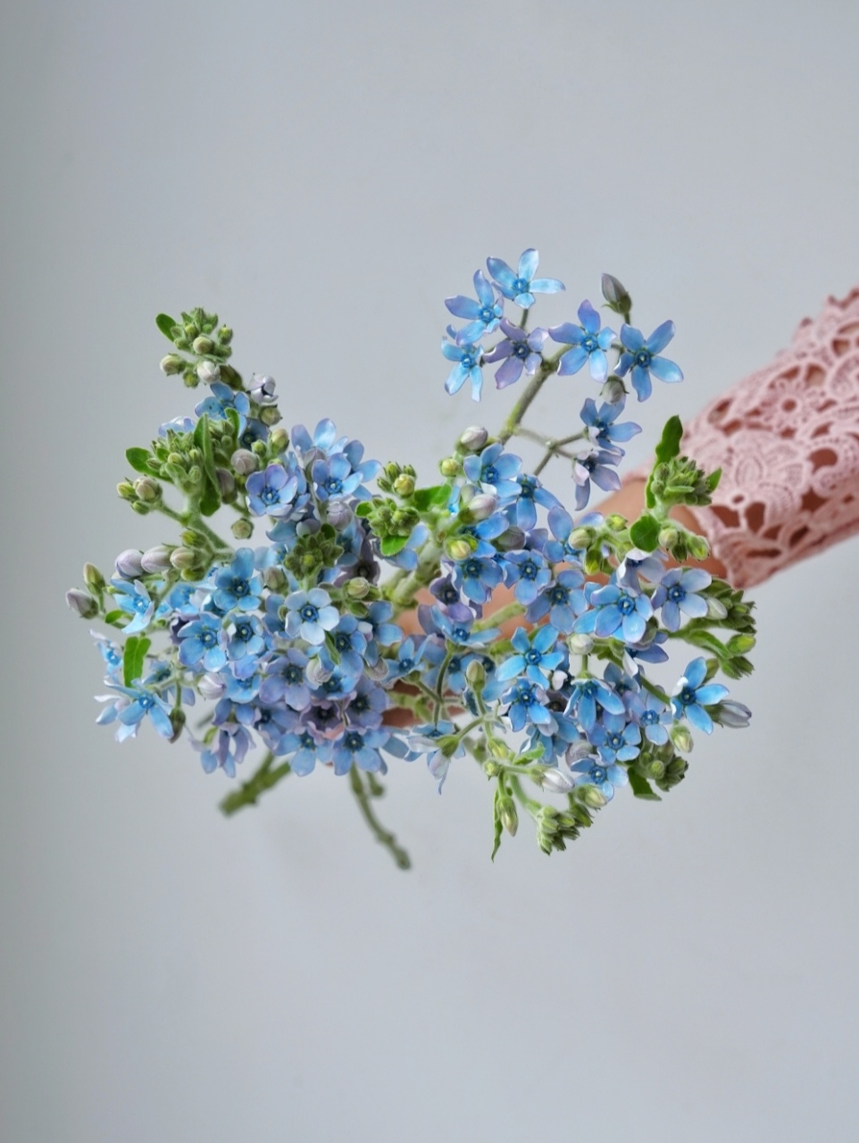 【蓝星花】|清新93爱的蓝精灵 日本蓝星花学名天蓝尖瓣木,是夹竹桃