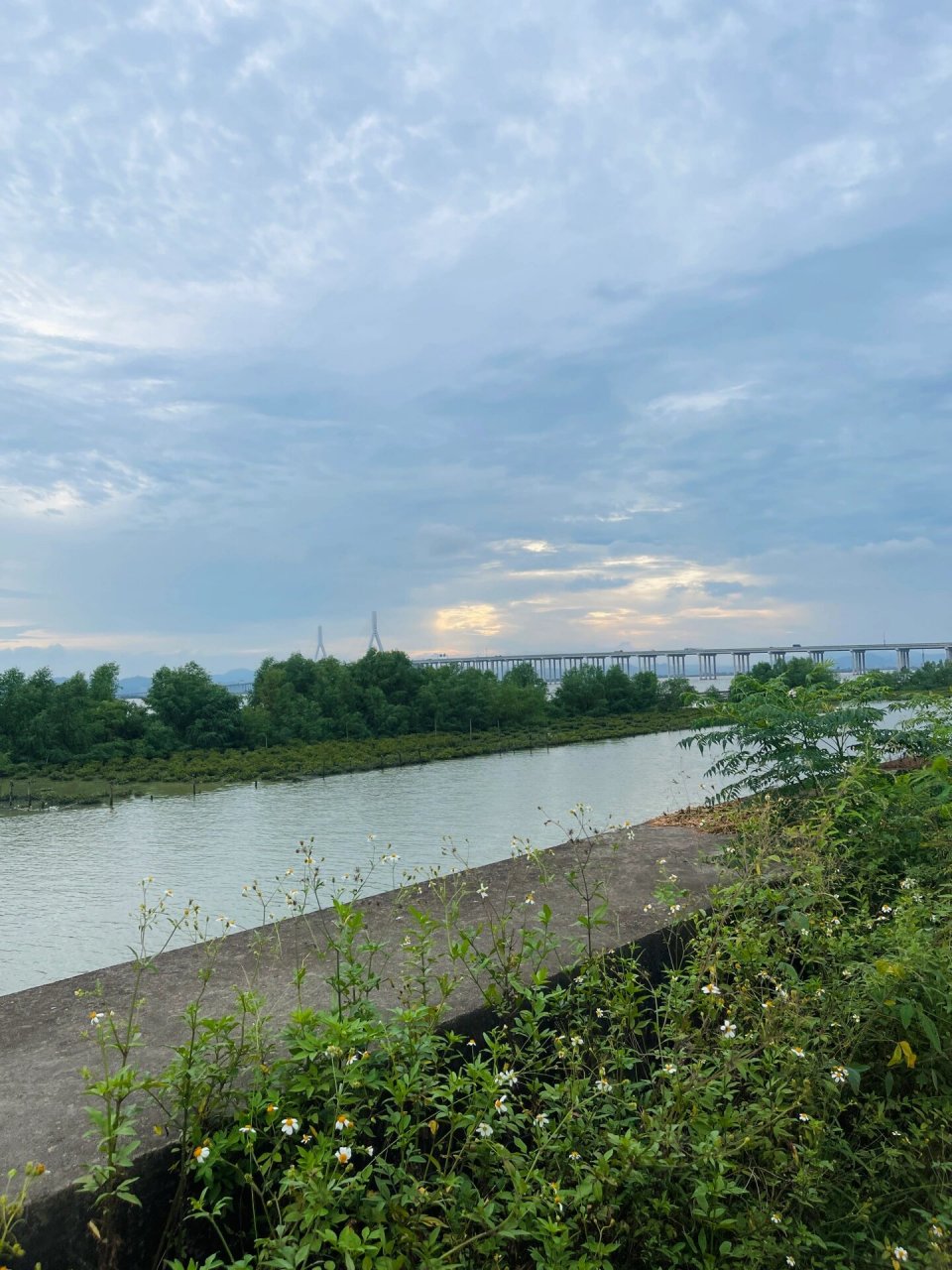 汕头西海岸|牛田洋候鸟🐦红树林湿地🌳 牛田洋湿地學汕头西海岸