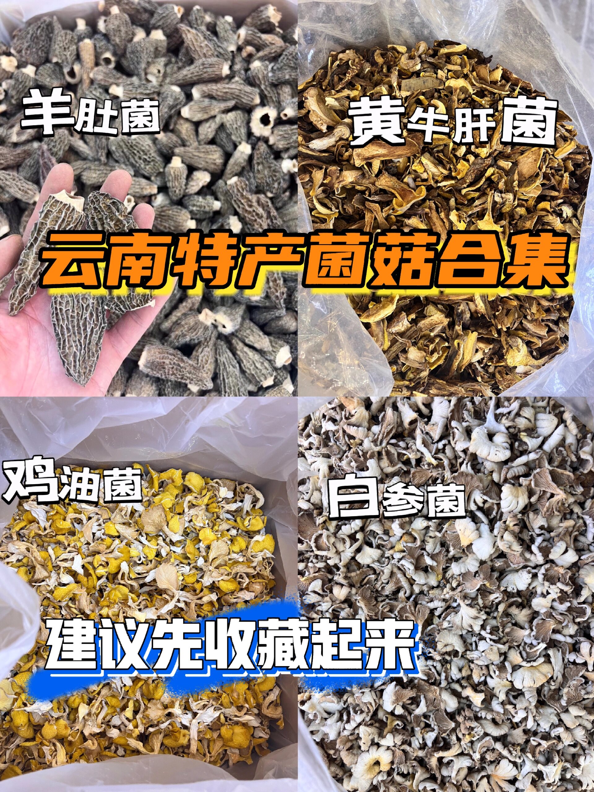 云南十大菌菇名字图片图片