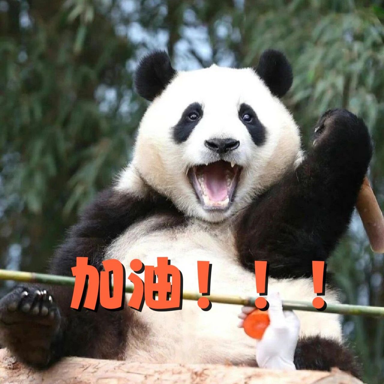 表情包|在爱里长大的福宝太幸福了!