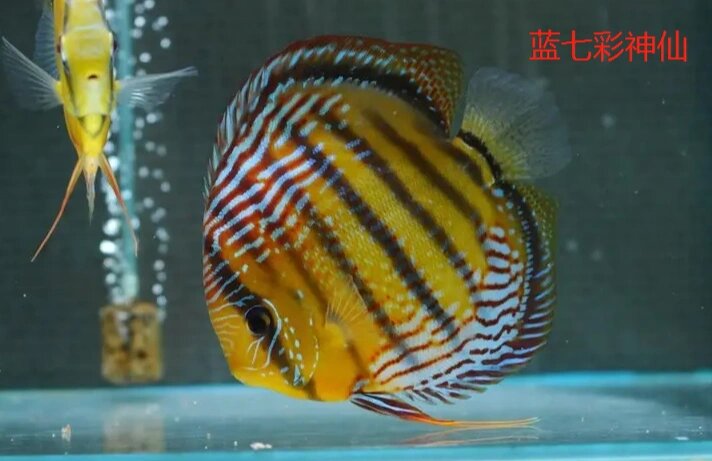 野生七彩神仙鱼——蓝七彩神仙