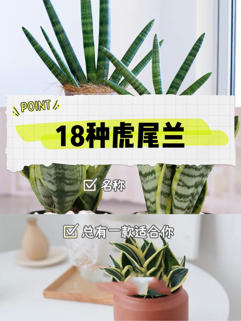 9918款虎尾兰品种|总有一款是你喜欢的～ 92虎尾兰又名虎皮兰