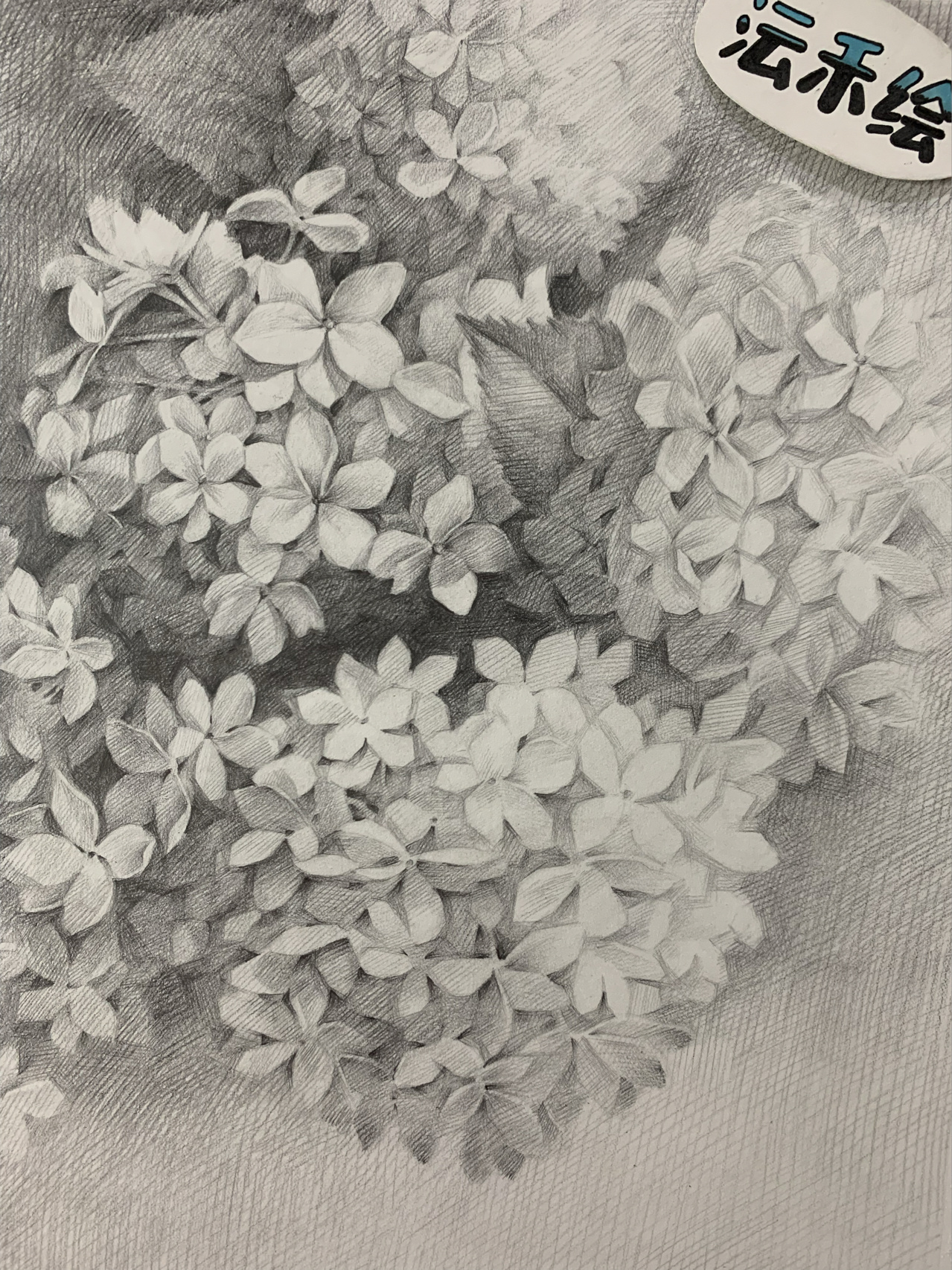 素描花卉《绣球花》 附有原图