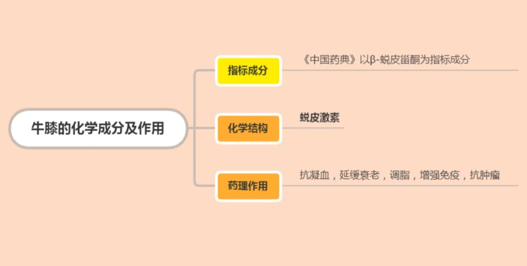 牛膝与川牛膝的区别图片