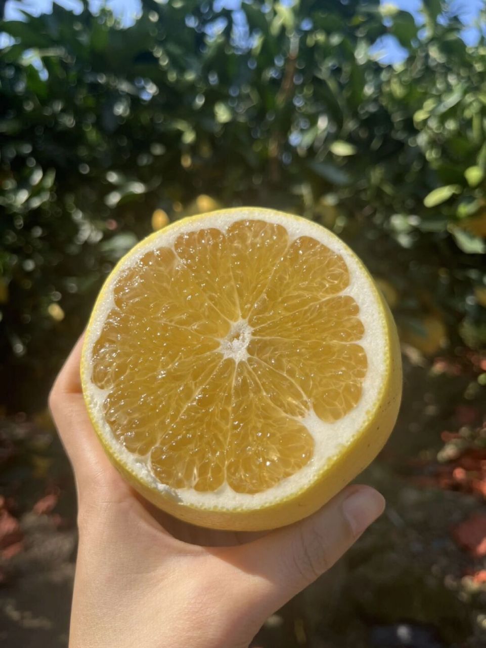 92黄金葡萄柚 爆汁清甜葡萄柚 有没有诱惑到你?