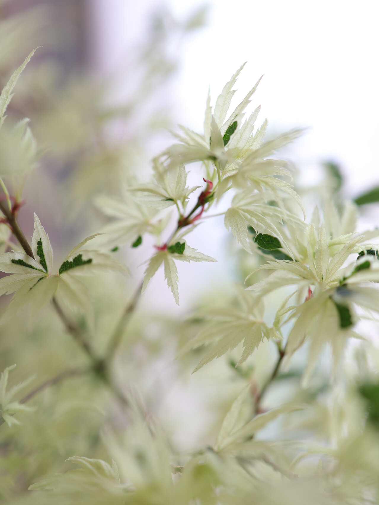 爱枫成疯93———美成一片白色"俄勒冈枫树