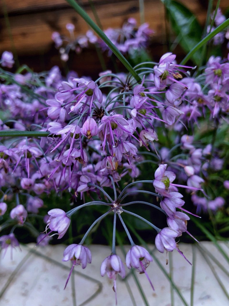 谁会想到藠头的花竟然这么美 去年买回来一把藠头,没吃完,就随手埋进