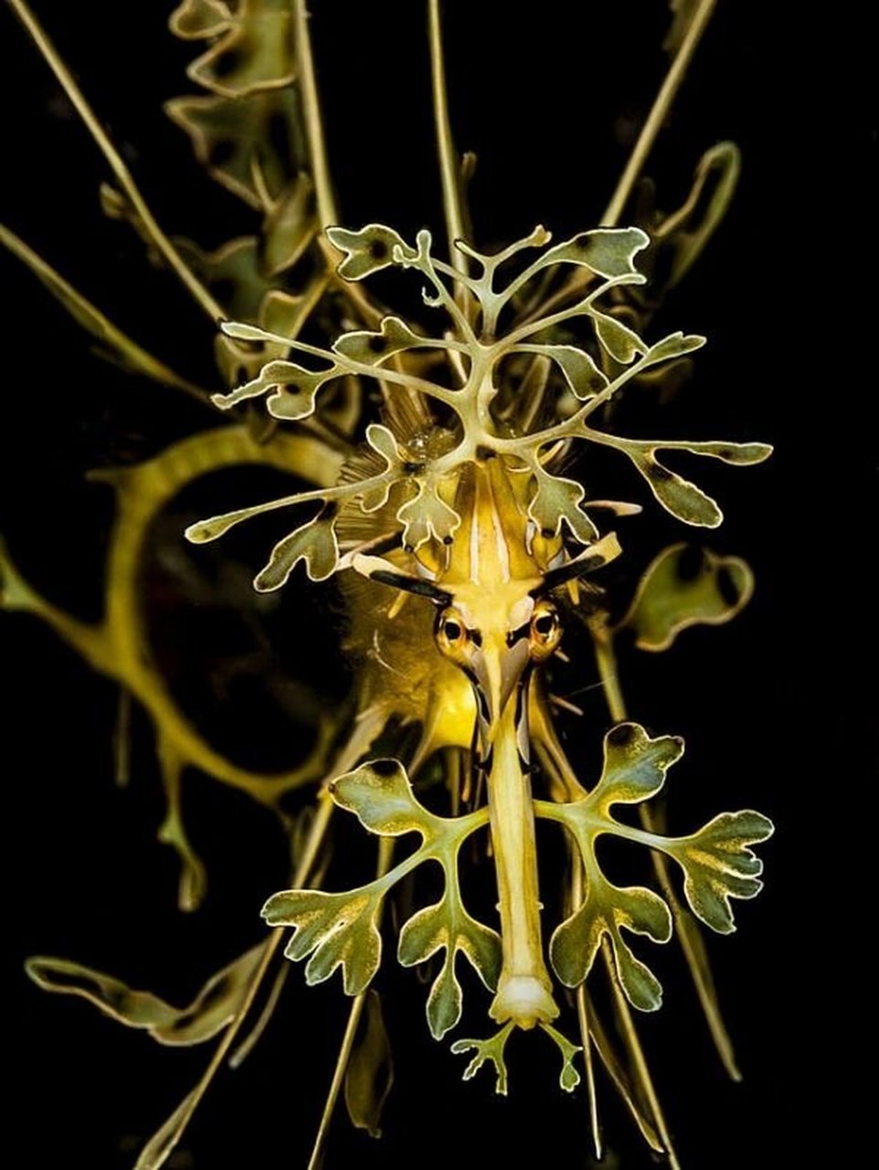 叶海龙(学名:phycodurus eques)是海龙科,叶海龙属鱼类.