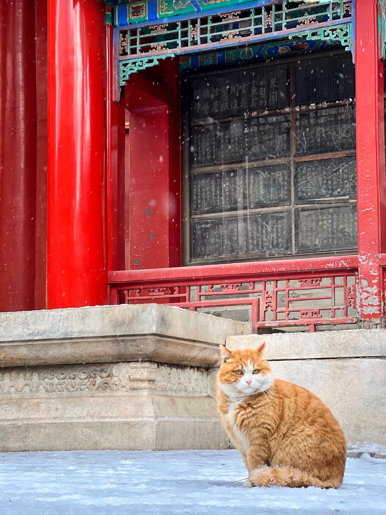 故宫猫霜眉图片