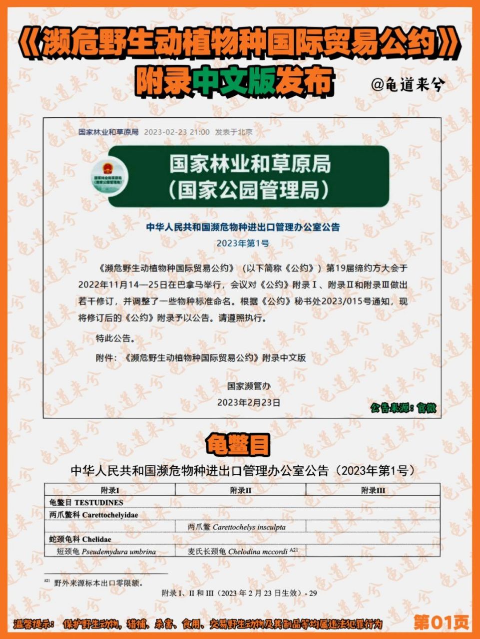 养龟进阶指南# #特立独行宠物召集令# #养龟日常# #春日养爬日记