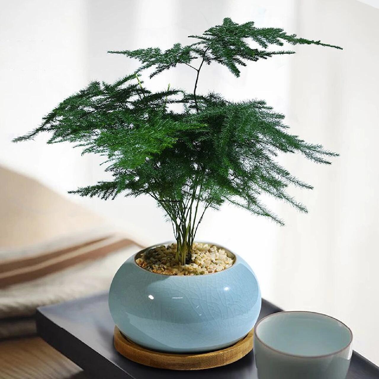 小文竹植物盆栽室内办公室摆件