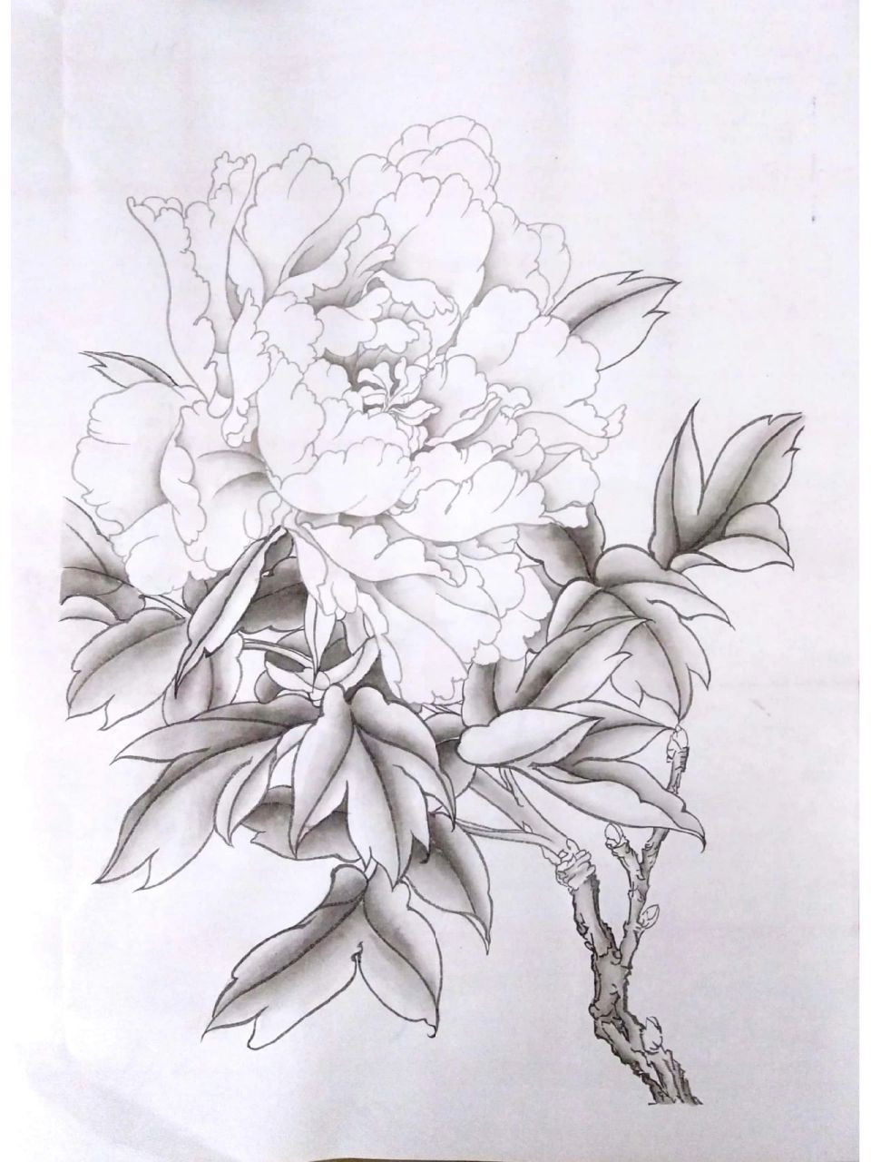 工笔牡丹花步骤图来啦~07 勾线——分染墨色——花与叶子上色