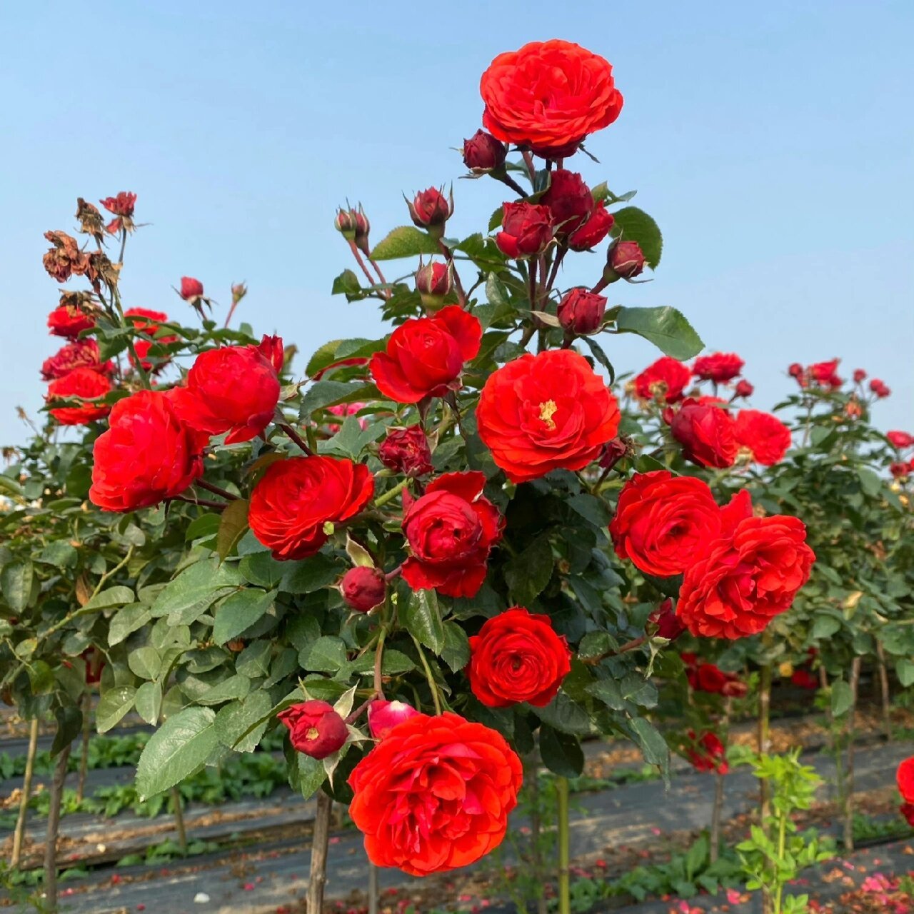 带你每天认识一种月季第15天|奇卡门廊 奇卡门廊,官方介绍是"充满活力