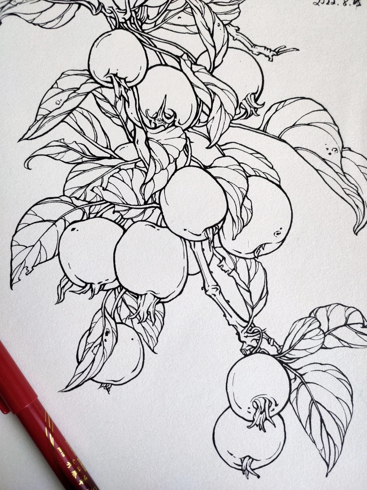 海棠果树|花卉速写