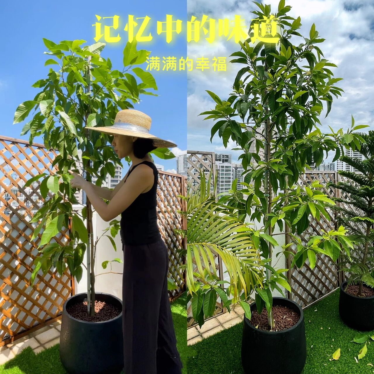 新加坡生活|我家黄果兰树产量太高了98 如果要买一颗树98,那就买