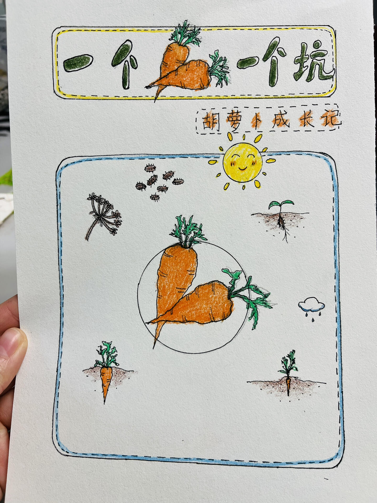 胡萝卜种子发芽过程卡通画