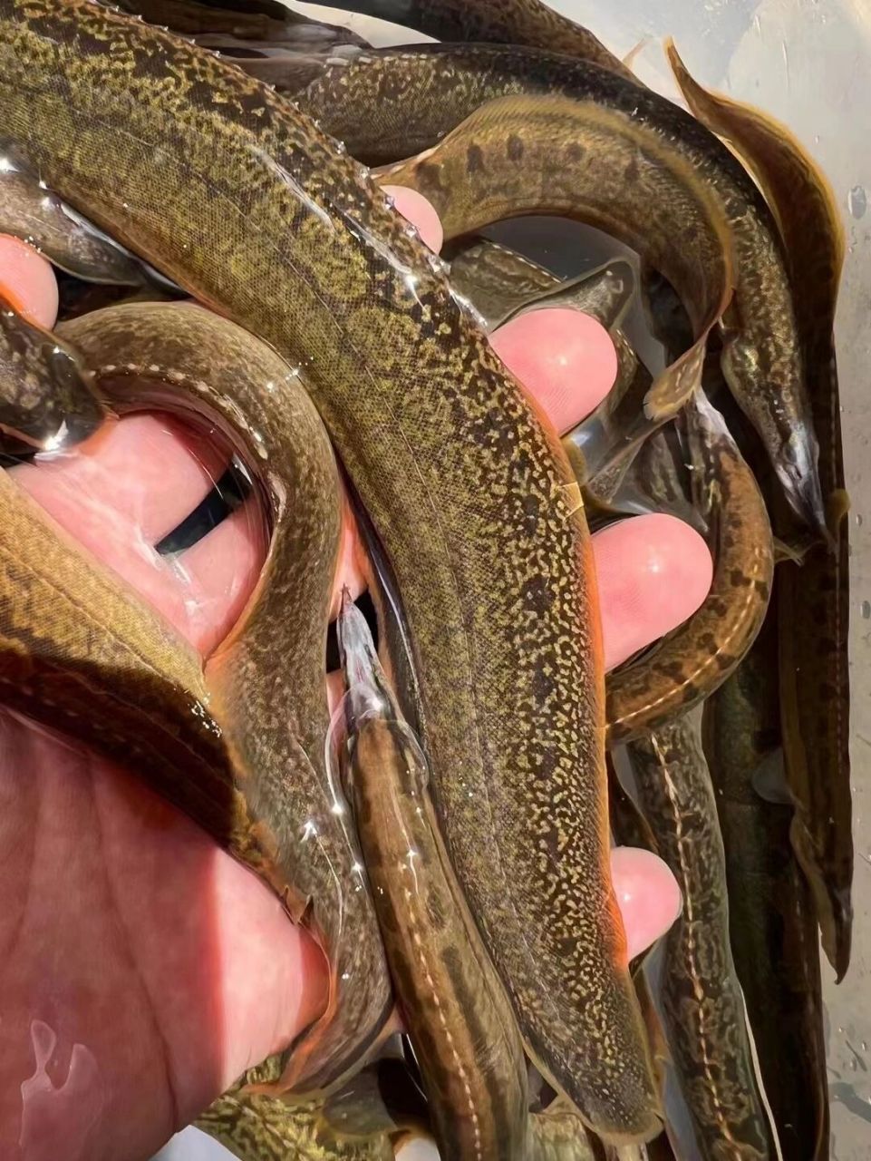 乡下野生猪麻锯 好靓,金黄肚,泛红边的,有十多斤