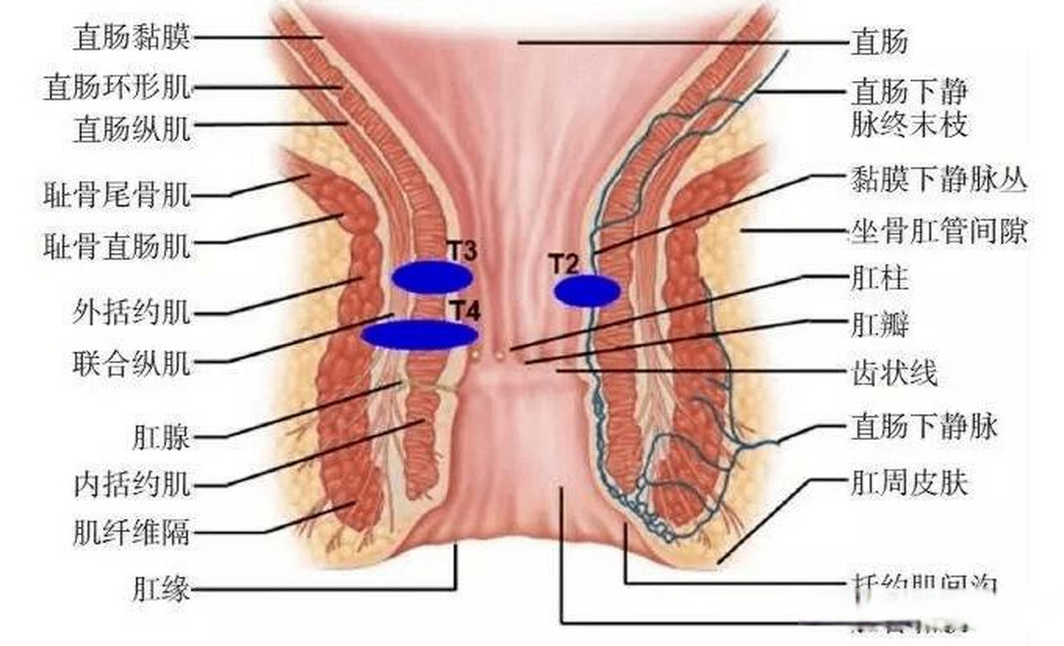 直肠与肛门的距离图片