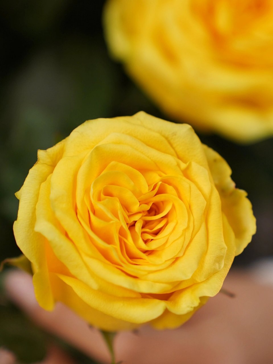 每日一花|day 15 月光女神玫瑰 98花语:清新而自然,温暖的爱 	 98