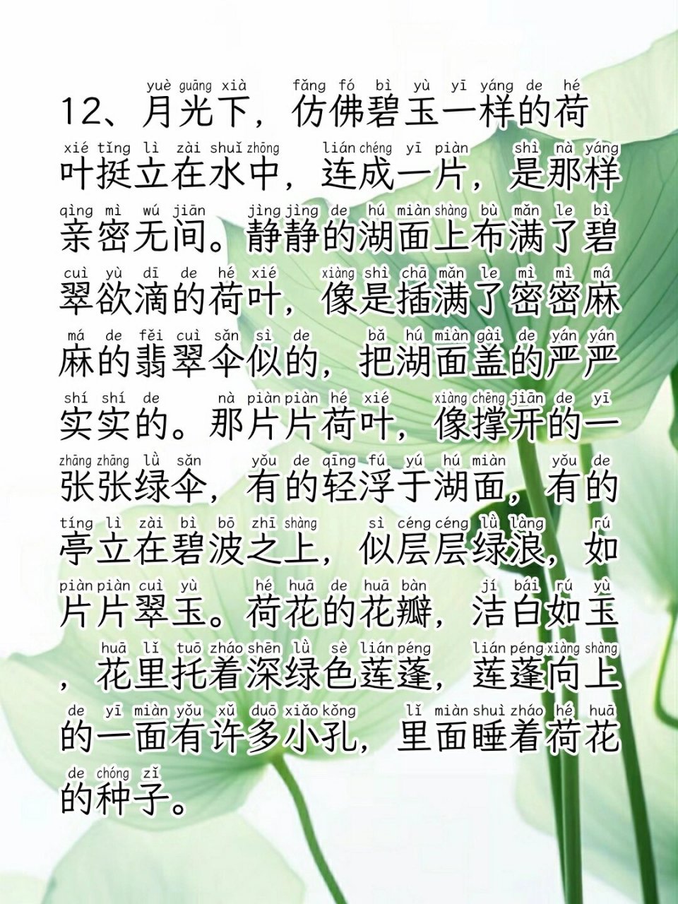 夏天荷花的样子描写图片