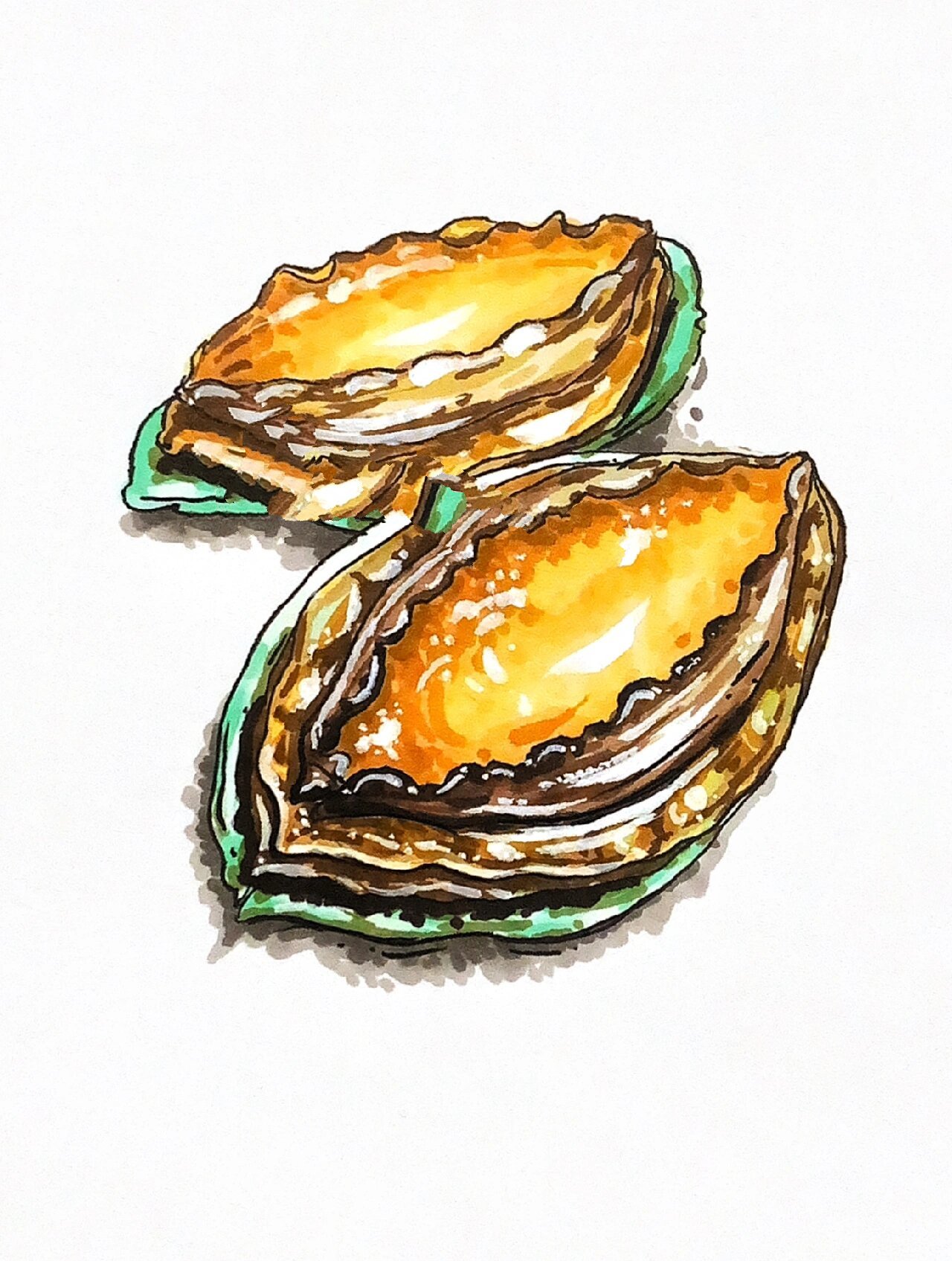 马克笔海鲜手绘|鲍鱼