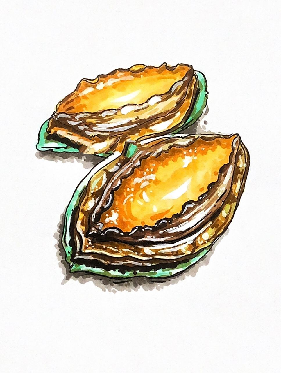 马克笔海鲜手绘|鲍鱼   今日份海鲜手绘——鲍鱼 最近的流量真的是