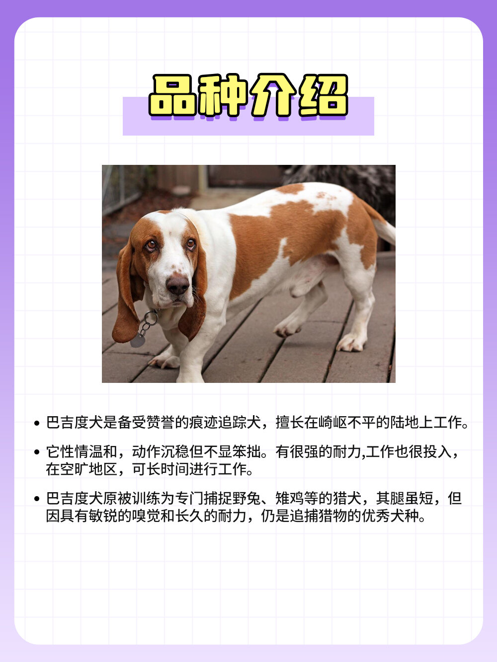 狗狗图鉴-巴吉度犬