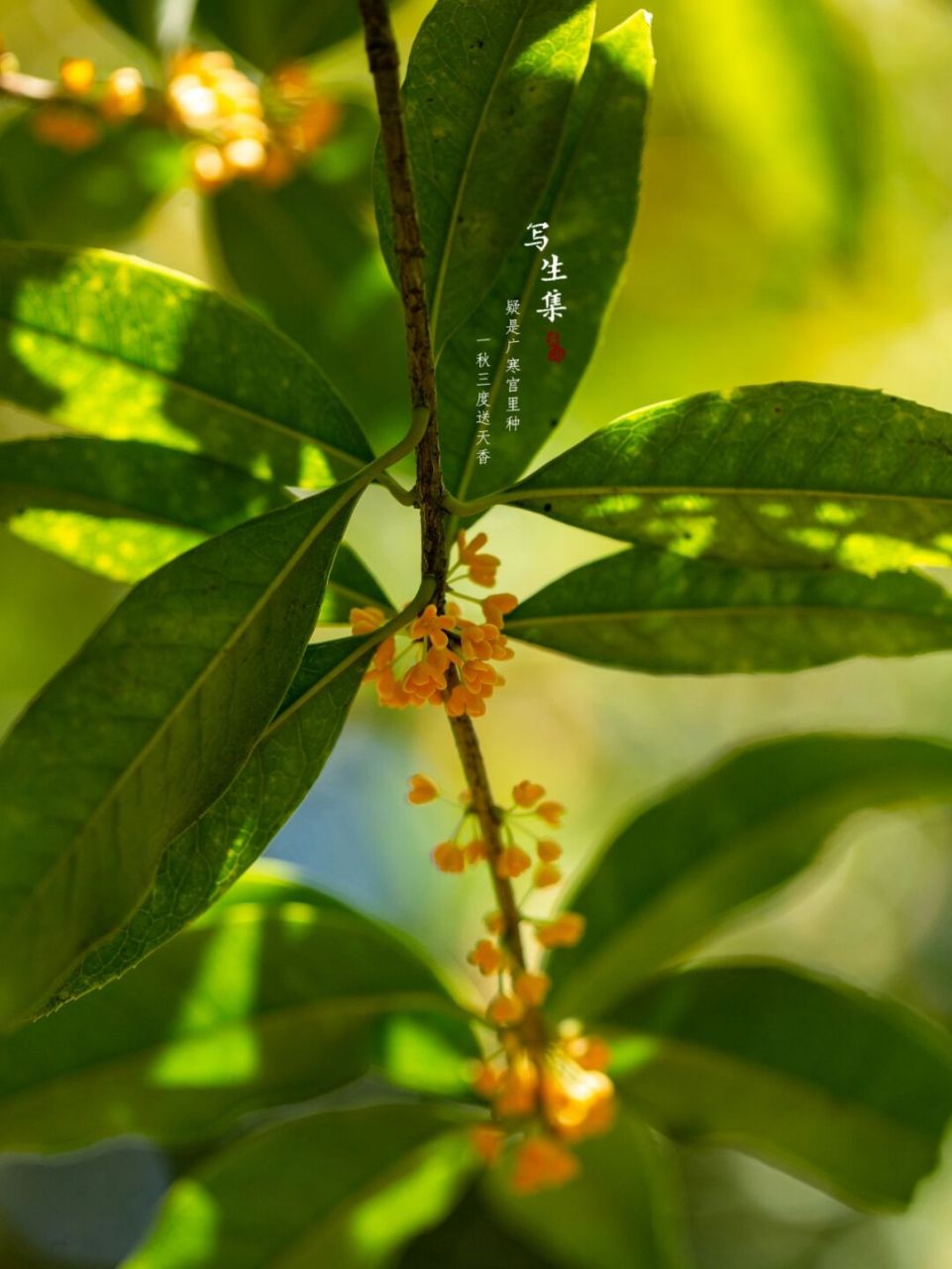 金桂|桂花|九月 疑是广寒宫里种, 一秋三度送天香.