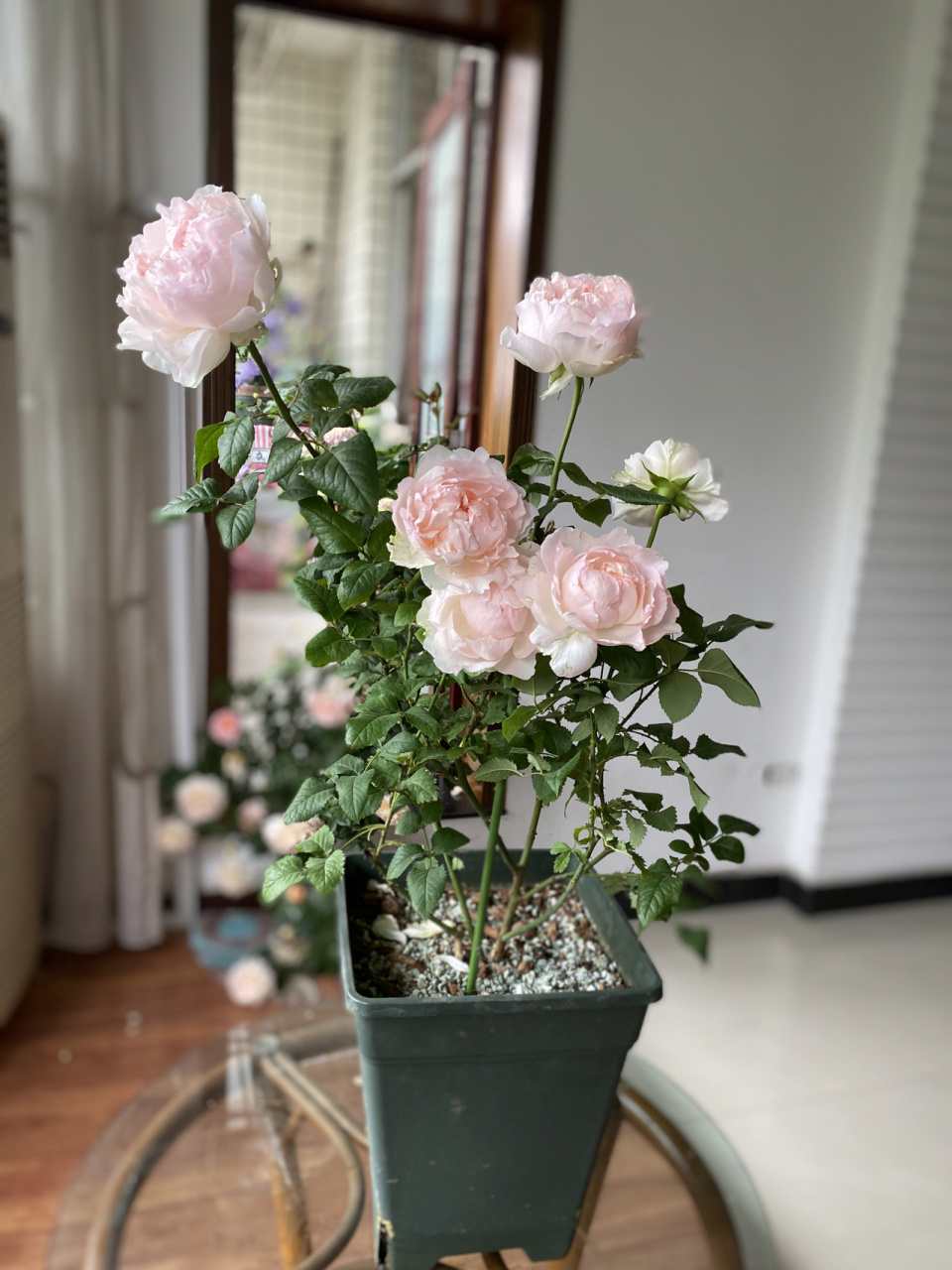 佩尔朱克——完美的阳台月季 佩尔朱克这个品种好到什么地步呢?