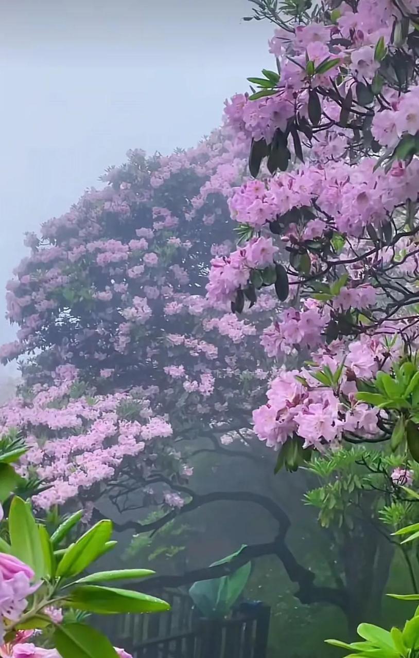 朦朦细雨,隐隐云雾中,高山云锦杜鹃花千树繁花