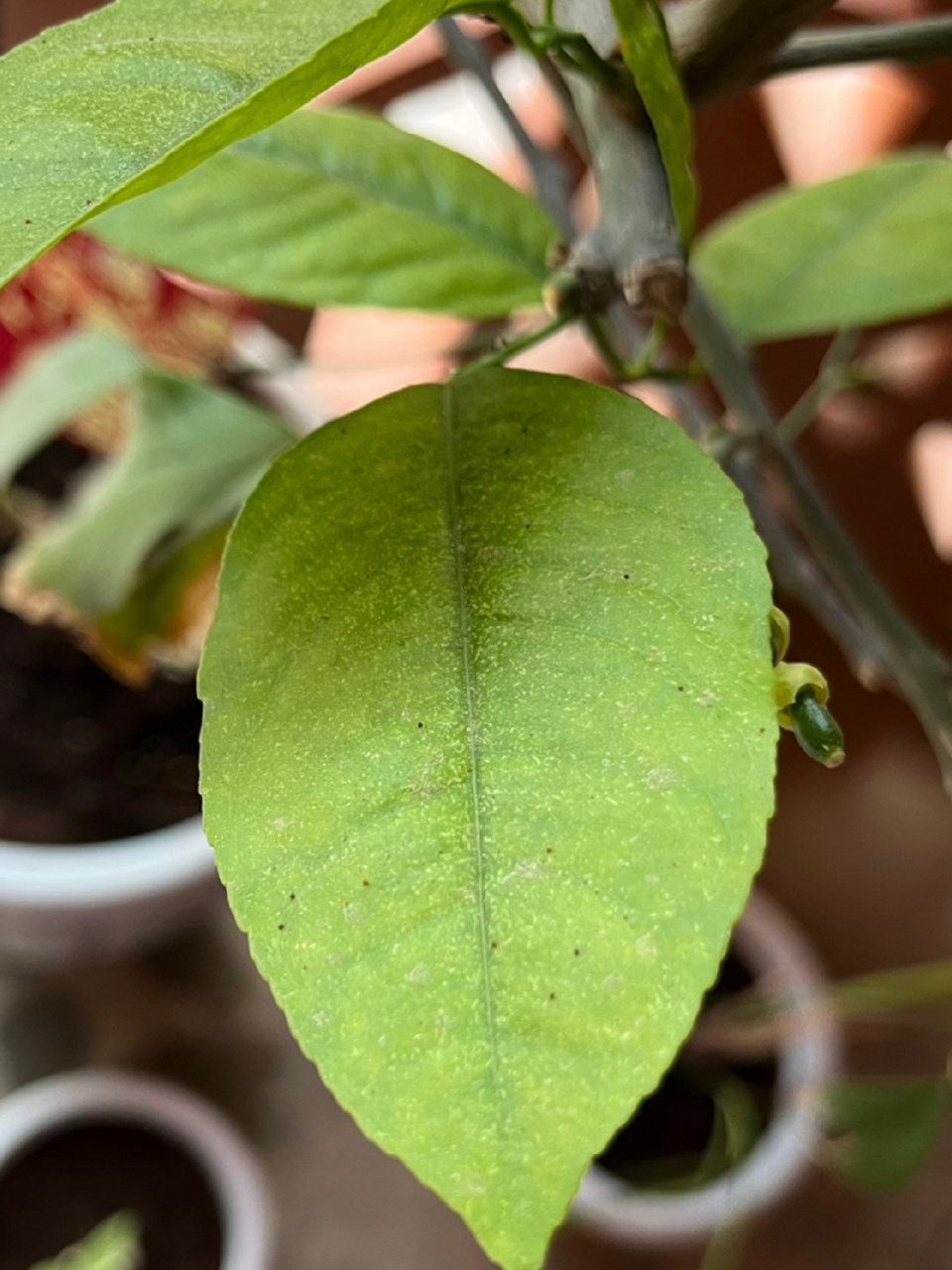 请问柠檬叶子上这些黑点点是不是虫呀 柠檬树病虫害