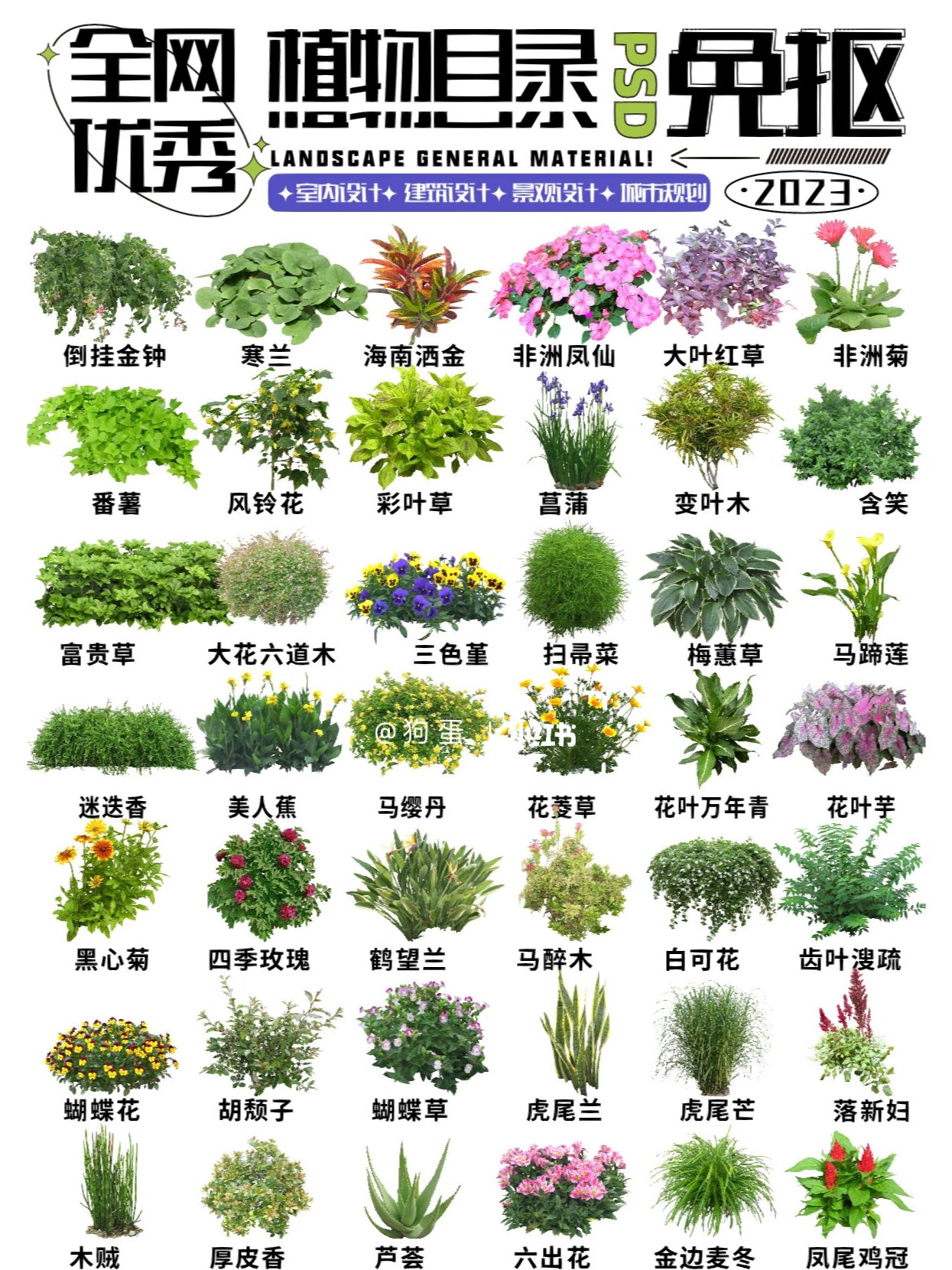 带有植物名称 | 景观植物分析图必备素材
