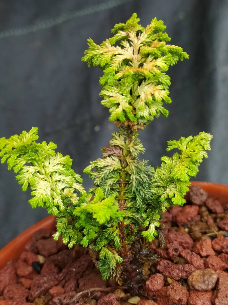 三种石化桧叶色对比 从左至右,分别是初雪石化桧,黄金石化桧,普通石化