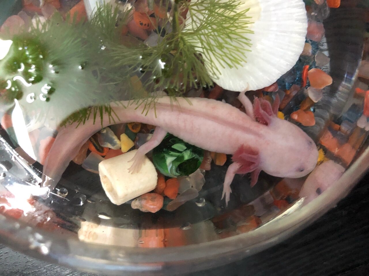 各位蝾螈大佬们,帮忙辨别一下公母