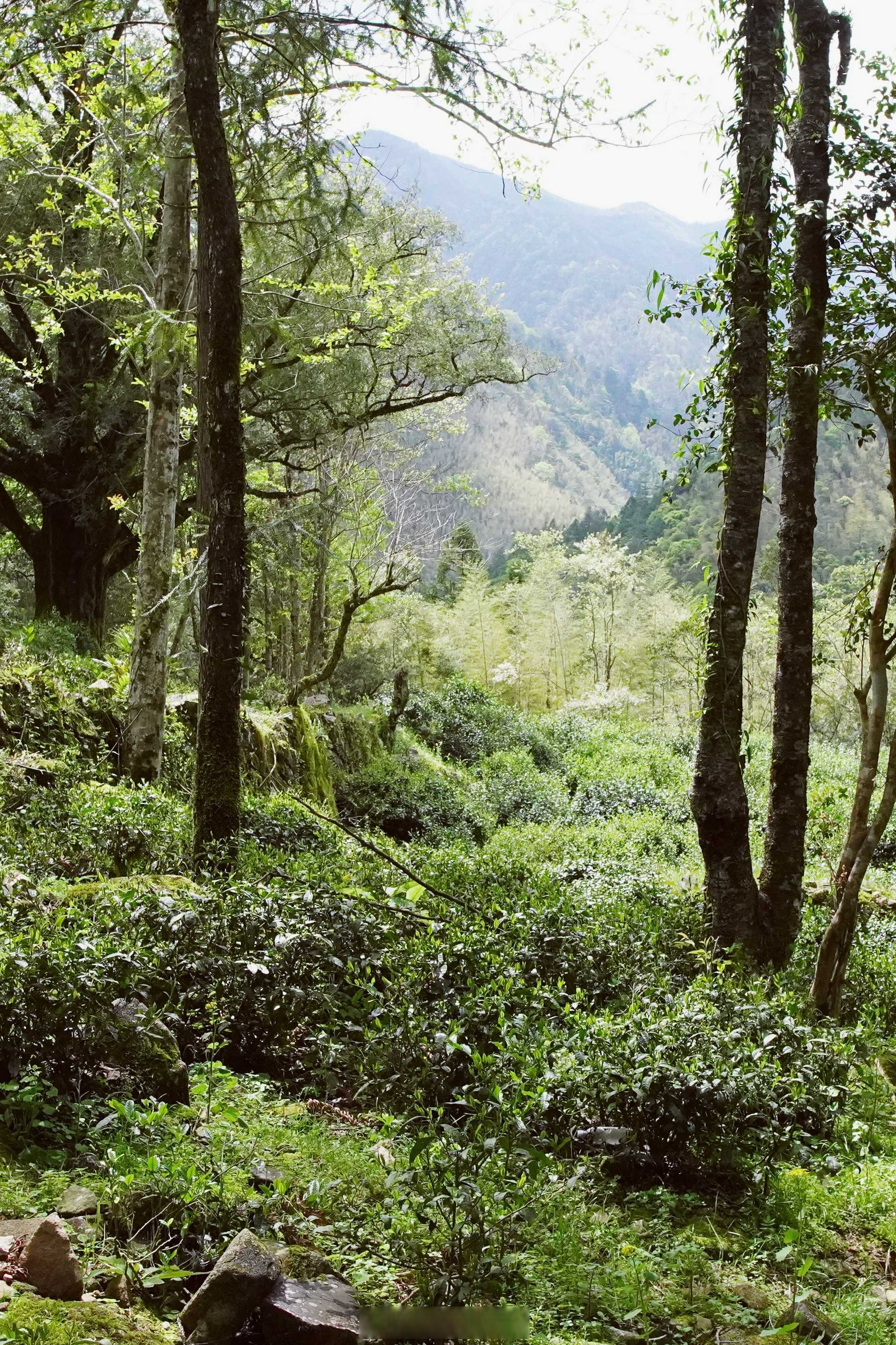 武夷山桐木关 正山小种"小重山"山场  高山环绕,绿意盎然.茶香景美.
