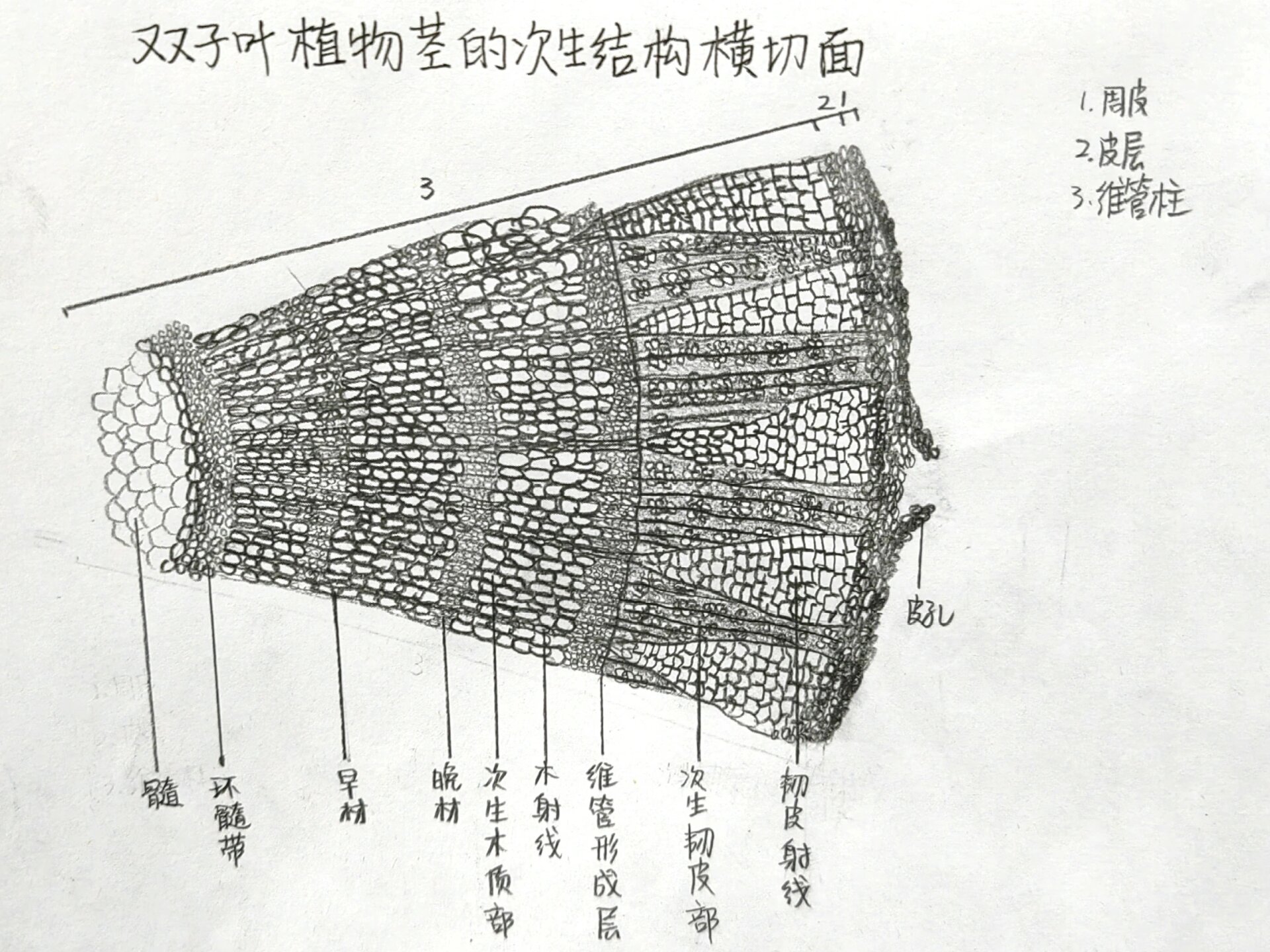 双子叶植物根横切面图图片