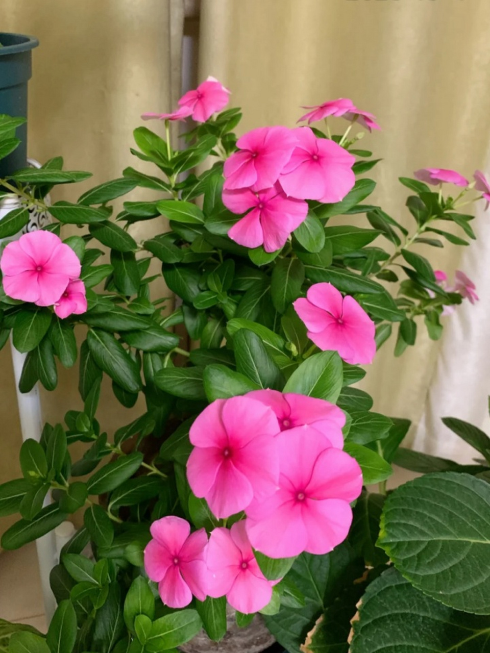 玻璃翠花图片 96玻璃翠花,也被称为玻璃海棠或何氏凤仙,是凤仙花科