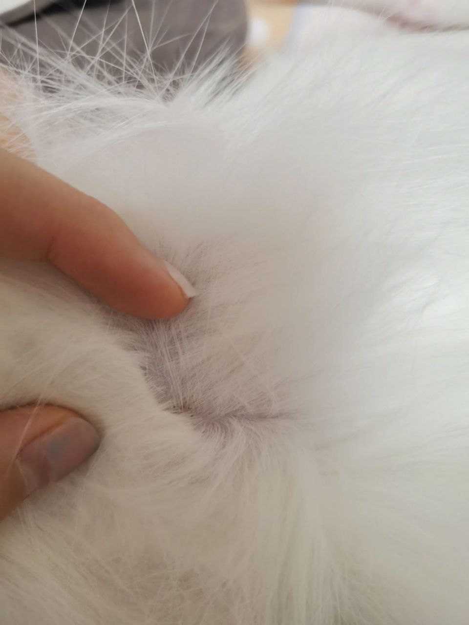 这是跳蚤卵吗 猫咪身上好像有跳蚤屎 昨天换的新床单,今天就看见上面