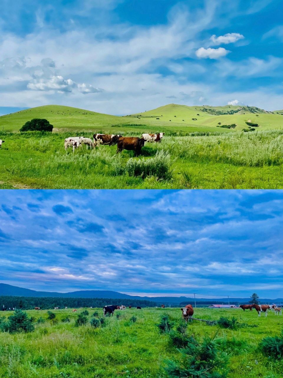 呼伦贝尔旅行旅游攻略景点93阿尔山森林公园 阿尔山,蒙语里有"温暖