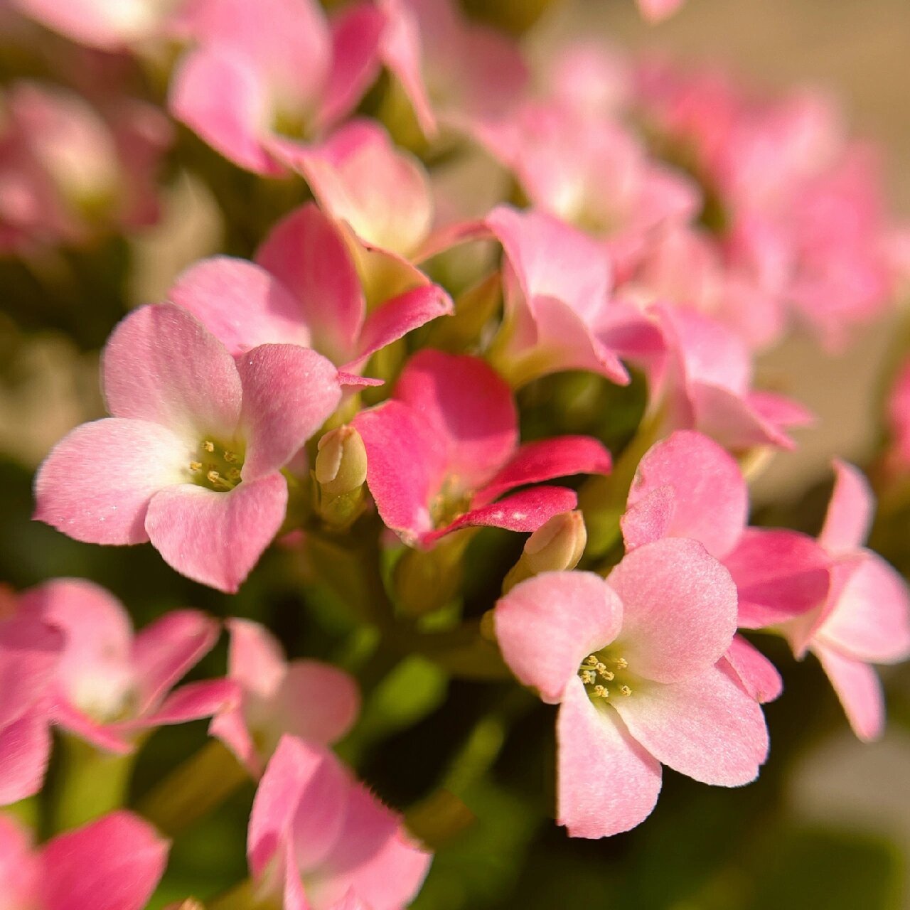 长寿花(30)哈瑞特--单瓣 淡妆浓抹总相宜～入手的第二盆单瓣,看惯了