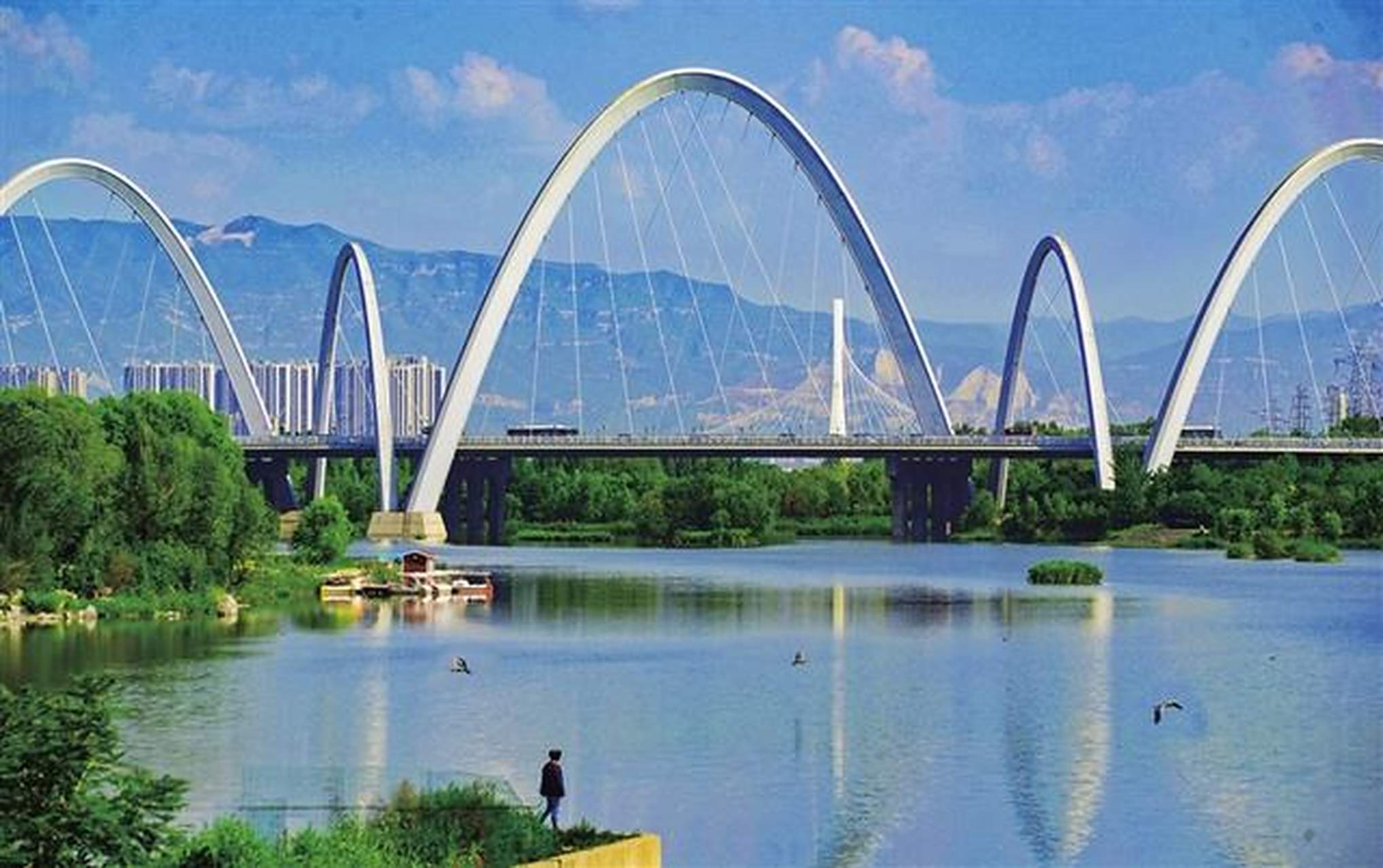 太原太原头条【生态底色】  7月4日,汾河景区北中环桥附近,草茂林丰