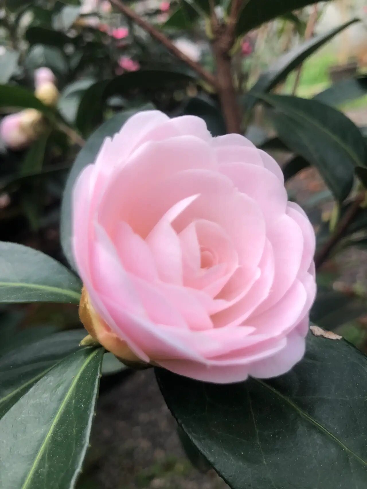 云南茶花:童子面 只有真正理解云南茶花的人,才能真正明白:为什么教科