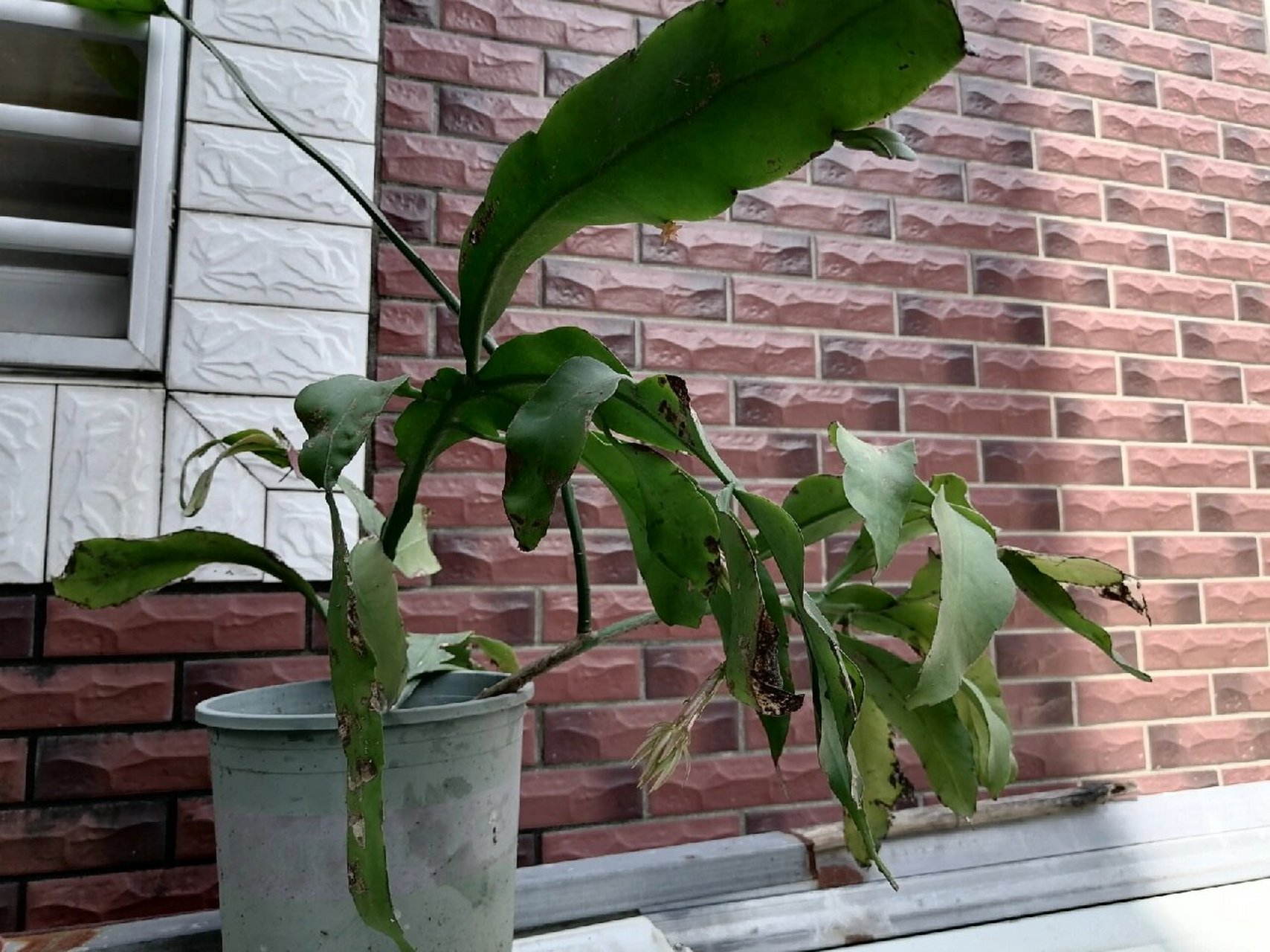 昙花长了四个花苞, 下了一两个月的雨了,刚刚放晴几天,今天去搬昙花